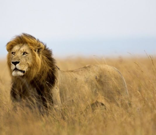 Questions For The True Lions true lions