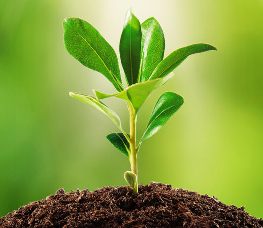 It Is Like A Plant You Have To Keep Watering It plant