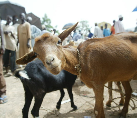 animal right